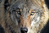 Wolf (Photo: Dragan Bosnić)